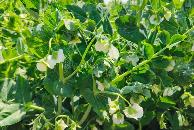 Горох Вада (Storm Seeds) - купить семена из Голландии. Доставка по РБ