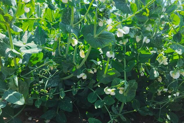 Горох Вада (Storm Seeds) - купить семена из Голландии. Доставка по РБ